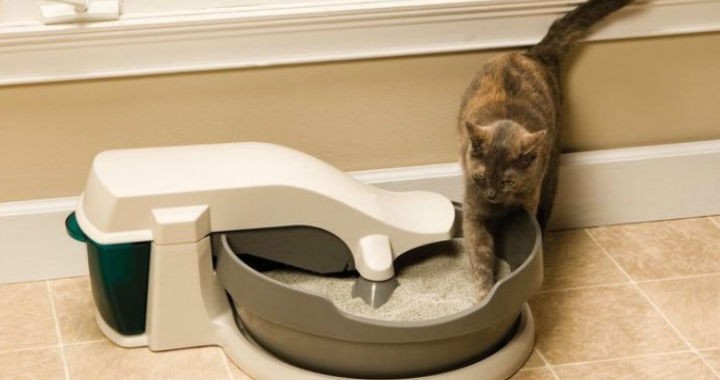 Accesorii neobișnuite, amuzante și foarte utile de care pisica ta va avea cu siguranță nevoie