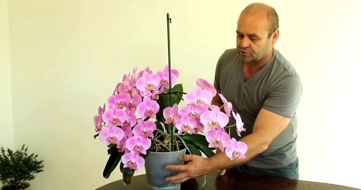 Reguli importante pentru îngrijirea orhideelor ​​acasă, astfel încât acestea să crească luxuriant și să fie plăcute ochiului
