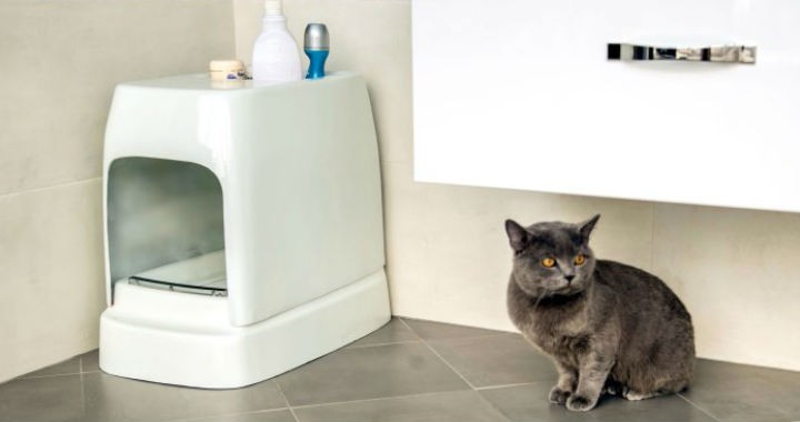 A fost creată prima cutie de gunoi pentru pisici din lume cu acces la o canalizare
