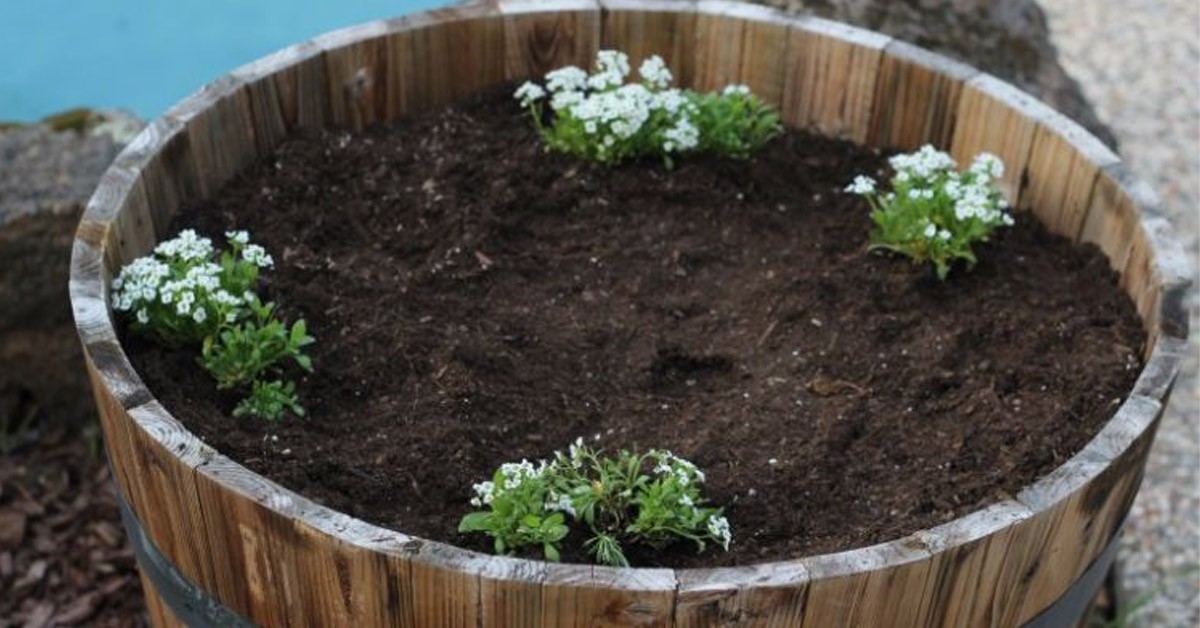 Cum să creezi o mini grădină de lux cu propriile mâini dintr-un butoi obișnuit și mai multe flori